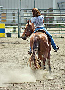 Ann Cole Training Center Horses Michigan Indiana